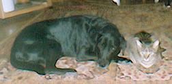 Labradormischling Bonzo mit Katze Murkel