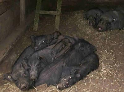 Frieden im Schweinestall